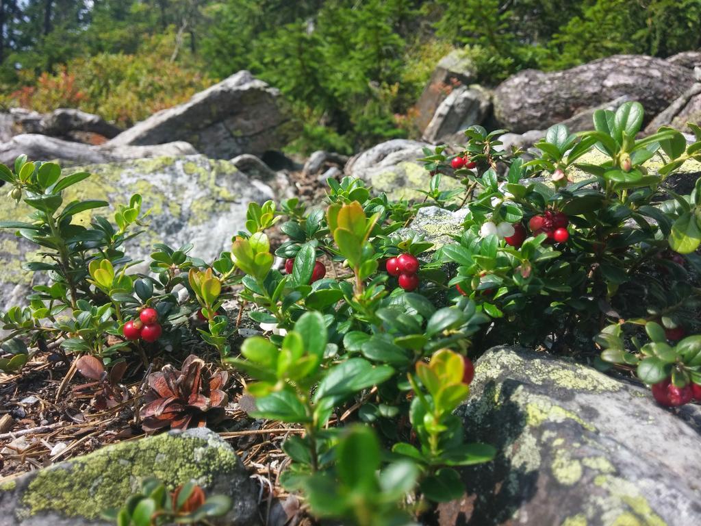 Chata Pod Koberstejnem Rejvíz Exterior foto